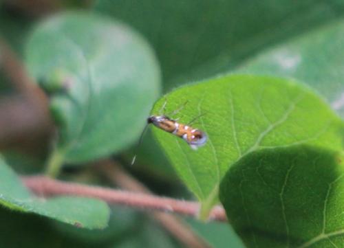 Réf. 305 120 : Phyllonorycter lautella